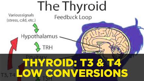 Thyroid Hormone Conversion Tsh Hormones Symptoms Youtube