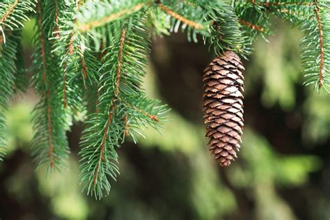 The Beauty And Benefits Of Evergreen Conifer Trees New England Today
