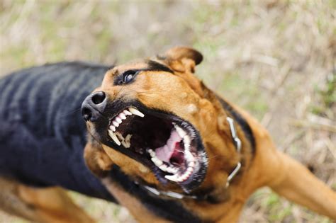 Angry Dog With Bared Teeth Tip Top K9