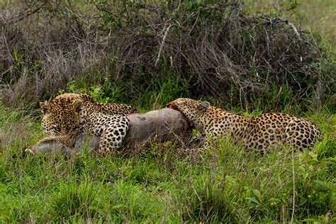 Marthly Male And Maxabeni Female Kill Warthog Londolozi Blog