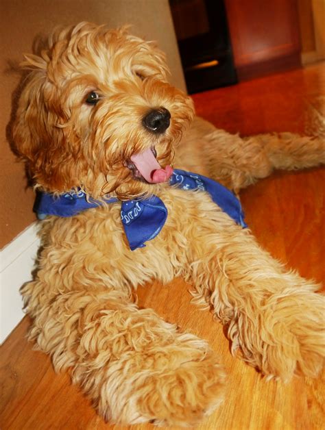 Smart, obedient labradoodles are relatively easy to train. Ally-by-island.jpg