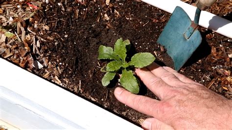 Grow Beautiful Campanula From Seed A Step By Step Guide Thearches