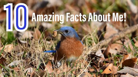 10 Amazing Facts About The Eastern Bluebird Youtube