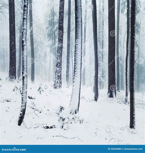 Winter Foggy Forest Scene Stock Image Image Of Calm 36434085