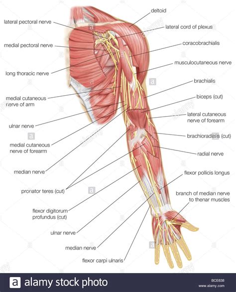 Entrapted Ulnar Nerve Causes Symptoms Treatment Rxharun