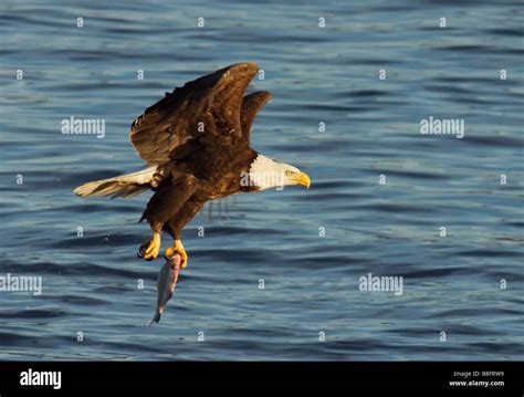 A Bald Eagle Flies Upwards With A Fish In Its Talons Stock Photo Alamy