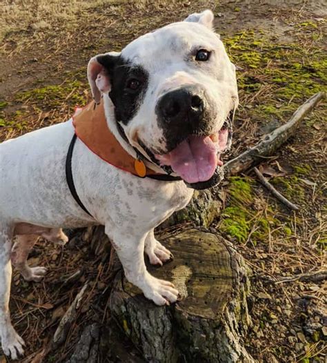 Top 5 Myths On The American Bulldog Pitbull Mix Animalso