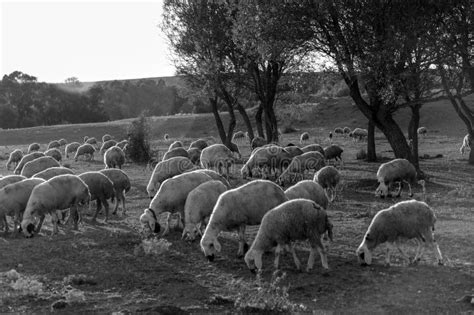 Flock Of Sheep Grazing In The Field At Sunset Sheep And Lambs Grazing