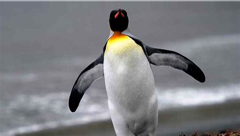 Pingüino Rey De Paseo Por Las Playas De Río Grande El Fueguino