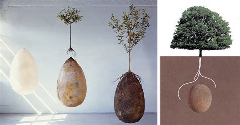 No More Coffins These Organic Burial Pods Turn Cemetery Into A Forest Demilked
