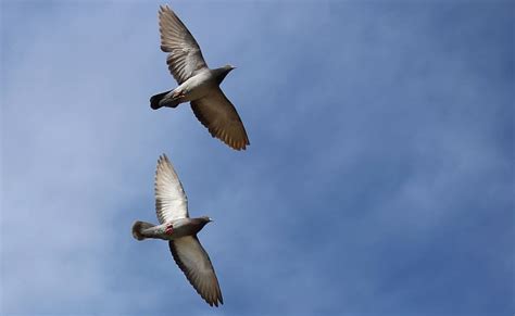 Two Flying Doves