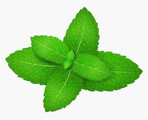 Clipart Mint Leaf