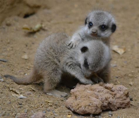 A Baby Meerkats Baby Meerkat Cute Baby Animals Cute Animals
