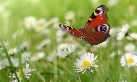 Gärtner können einige einfache regeln beachten, um ihren garten interessanter für schmetterlinge zu machen. GARTENTIPP: Wie man Schmetterlinge in den Garten lockt ...