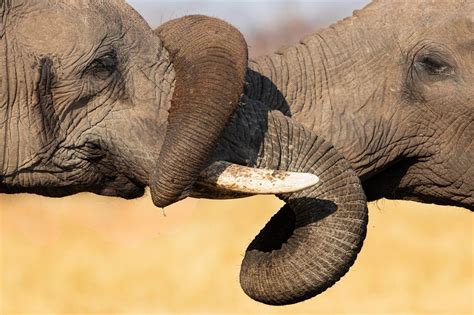 Un Elefante Consume Alrededor De 200 Kilogramos De Comida Al Día Sin