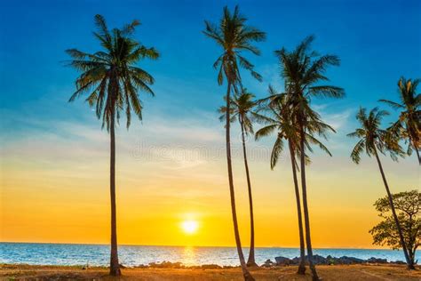 Sunset With Palm Trees On Beach Stock Photo Image Of Caribbean Color
