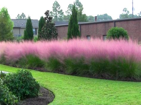 400 Impressive Pink Pampas Grass Yard Ornamental Grass Seeds Annual