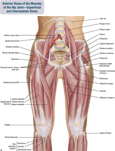 Muscles Of The Anterior Right Hip And Thigh
