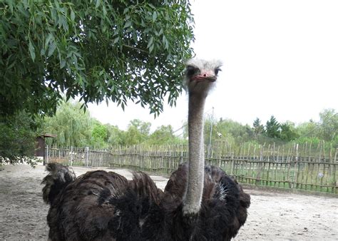 Zoo En Gironde Pour Voir Des Animaux Exotiques Ferme Exotique