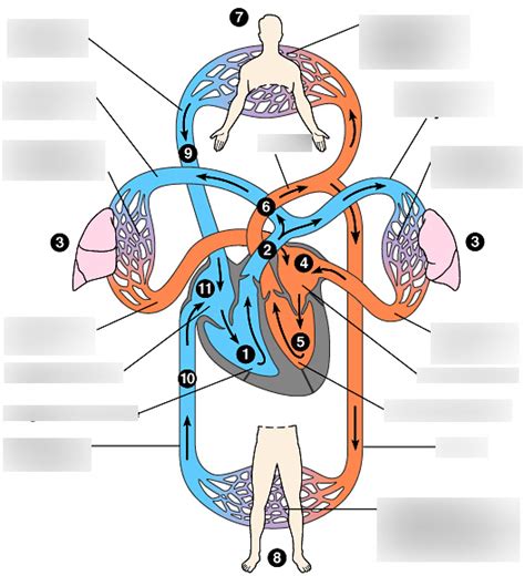 Biology Chapter 42 Mammalian Cardiovascular System Diagram Quizlet