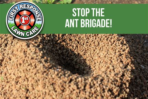 Ant Control Rockwall Texas Archives Millikens Irrigation And Lawn