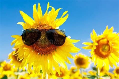 Yellow Sunflower Sunglasses Blue Sky Thailand Stock Photos Free