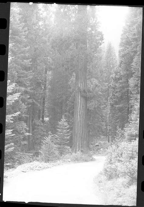 Roads Giant Sequoia Mineral King Road Near Atwell Mill Picryl