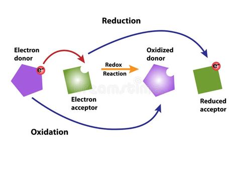 Reacción De Oxidación Y Reducción De Redox Ilustración Del Vector