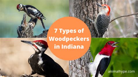 7 Types Of Woodpeckers In Indiana With Pictures Animal Hype