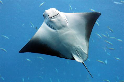 Stingray Vs Manta Ray What Is The Difference American Oceans