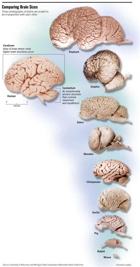 Poster Comparison Of Different Mammalian Brains 3 In 2022