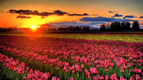 Sunset Over Skagit Valley Tulip Field The Skagit Valley Tu Flickr