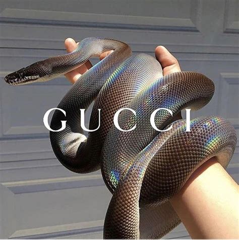 Shop tiger, floral and decorative styles. Gucci snake #iphonepics | Aesthetic collage, Photo wall ...