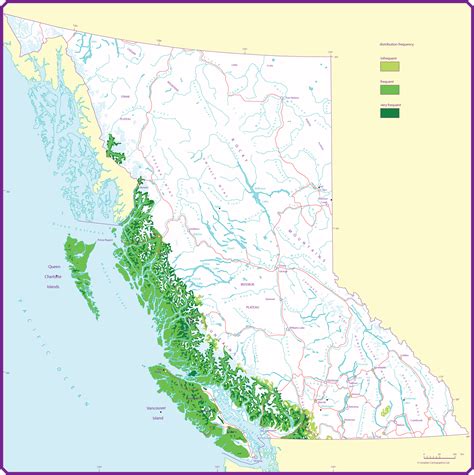 Alaska Yellow Cedar Province Of British Columbia