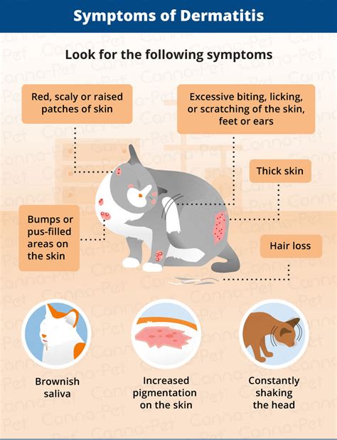 Evelyn Patton Skin Allergy Symptoms In Cats