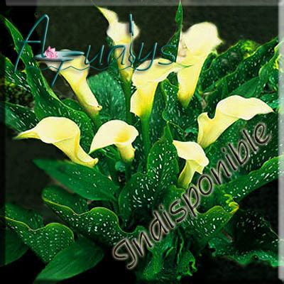 For this reason, many gardeners protect calla bulbs over the. Calla panaché, Spotted Calla Lily, ZANTEDESCHIA ...