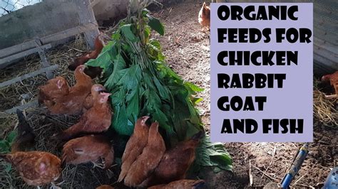 How To Plant Madre De Agua Organic Animals Feeds Youtube