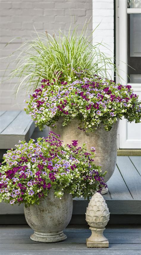 Nov 22, 2020 · the blue or indigo purple flowers of aster are a symbol of the fall garden and can work equally well in a fall container garden. 43 Gorgeous Container Garden Flowers Ideas For Summer ...