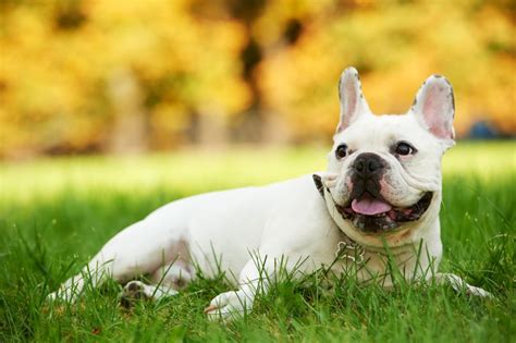 It's cold very cold outside so i'm not sure that he knows what he should be doing. French Bulldog Health Issues & Problems | Canna-Pet®