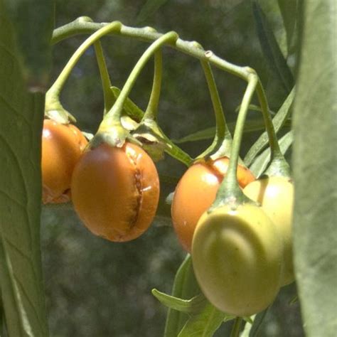 Solanum Centrale Desert Raisin Or Bush Tomato Seed X 20 Ole Lantana