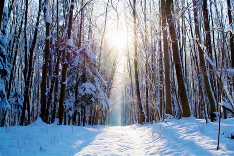 Free Images Tree Nature Branch Snow Cold Sun White Sunlight