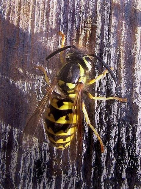 Bee Wasp Or Yellow Jacket Dengarden