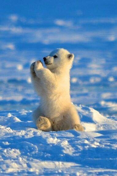 Baby Polar Bear Cute Baby Animals Baby Polar Bears Baby Animals