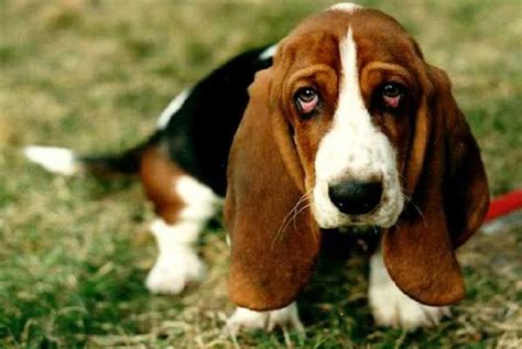 10 Dumbest Dog Breeds To Be Aware Of When Selecting Your Pooch Basset