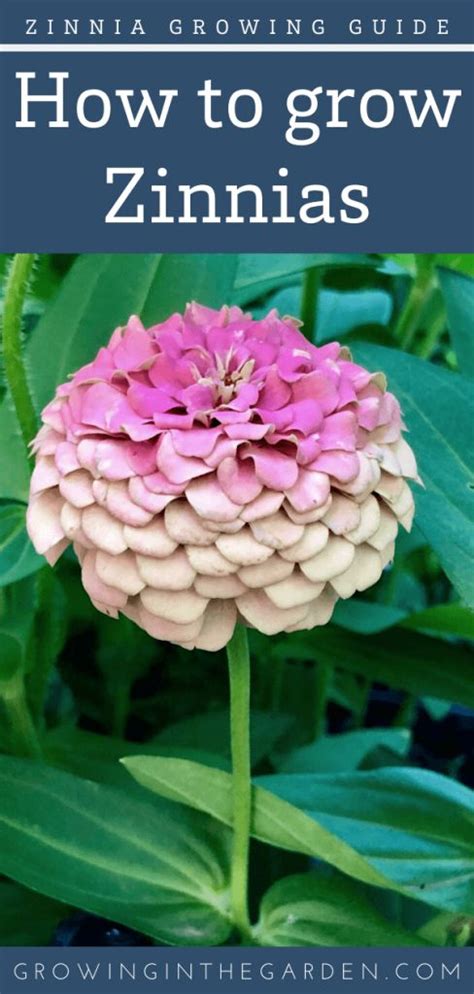 How To Grow Zinnias 5 Tips For Growing Zinnias Growing In The