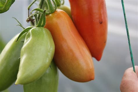 Grow at home: how to ripen green tomatoes | Ripen green tomatoes, Varieties of tomatoes, Green 