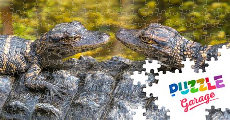 Alligator Cubs Jigsaw Puzzle Animals Reptiles Puzzle Garage