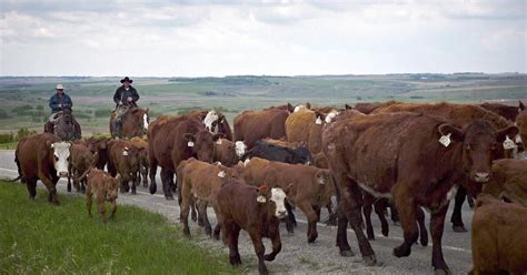 ‘heartbreaking Drought Forces Alberta Ranchers To Cull Herds