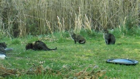 Feral Cats Colony Youtube