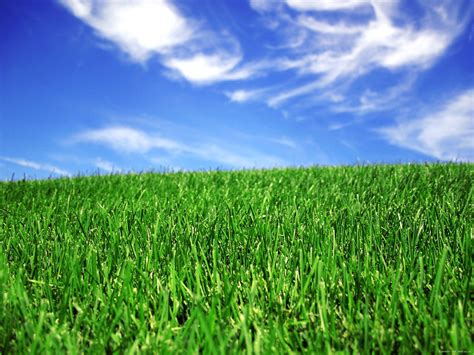 Care And Maintenance Tips For Your Kentucky Bluegrass Mckays Grass Seeds